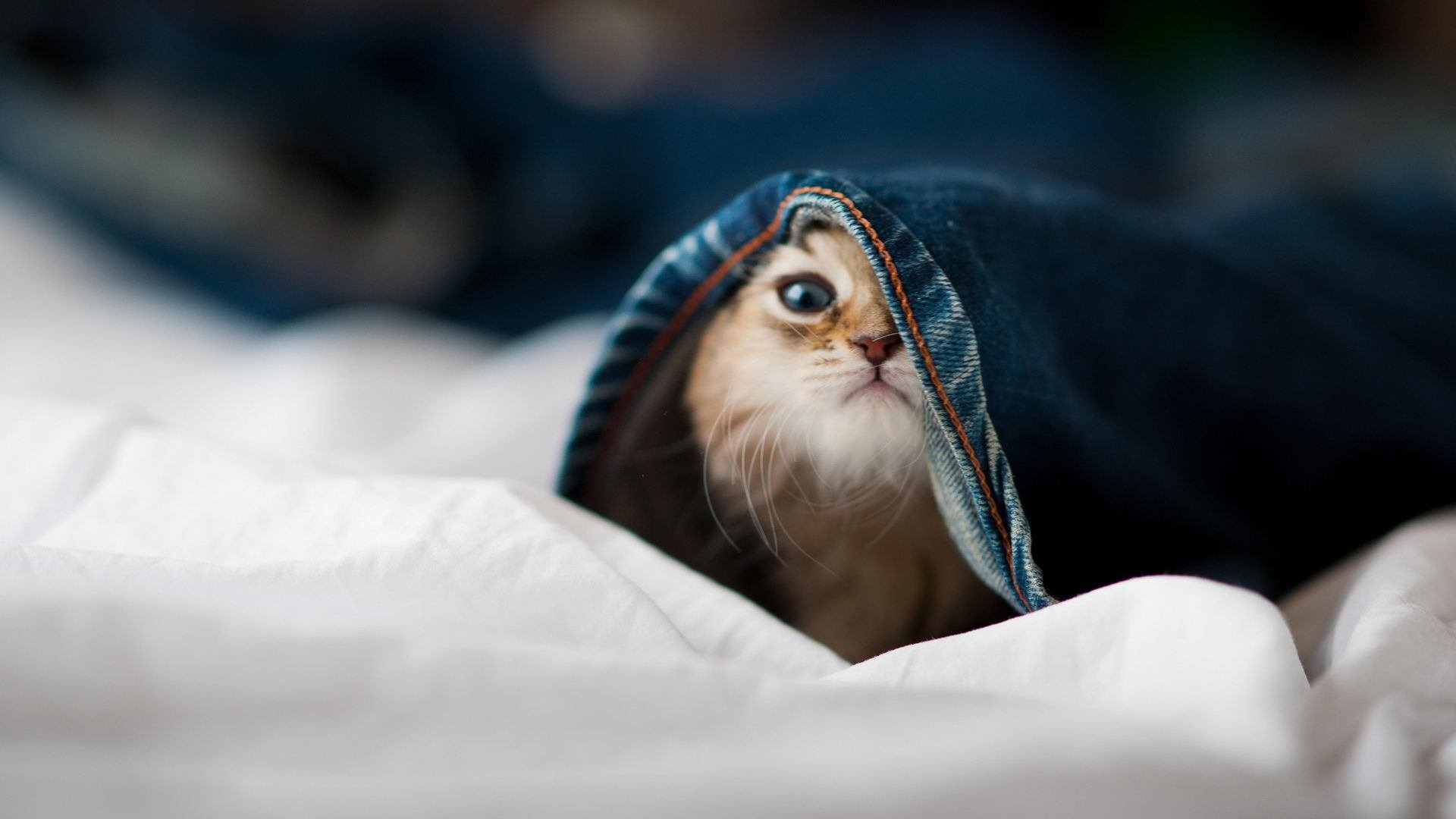 广州“篮球+青春”青少年活动月正式启动，广州市青少年篮球联盟