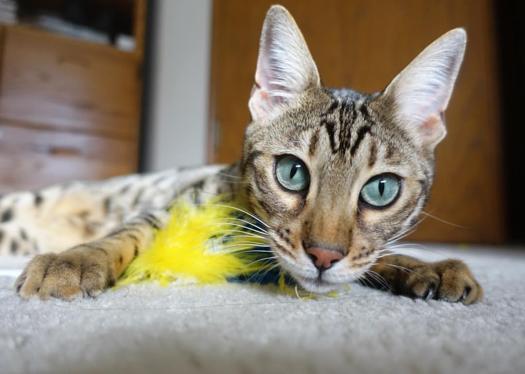 爱游戏娱乐平台-“青春火炬”青少年体育文化节在武汉盛大开幕，弘扬体育精神，武汉市体育运动学校青少年体育俱乐部